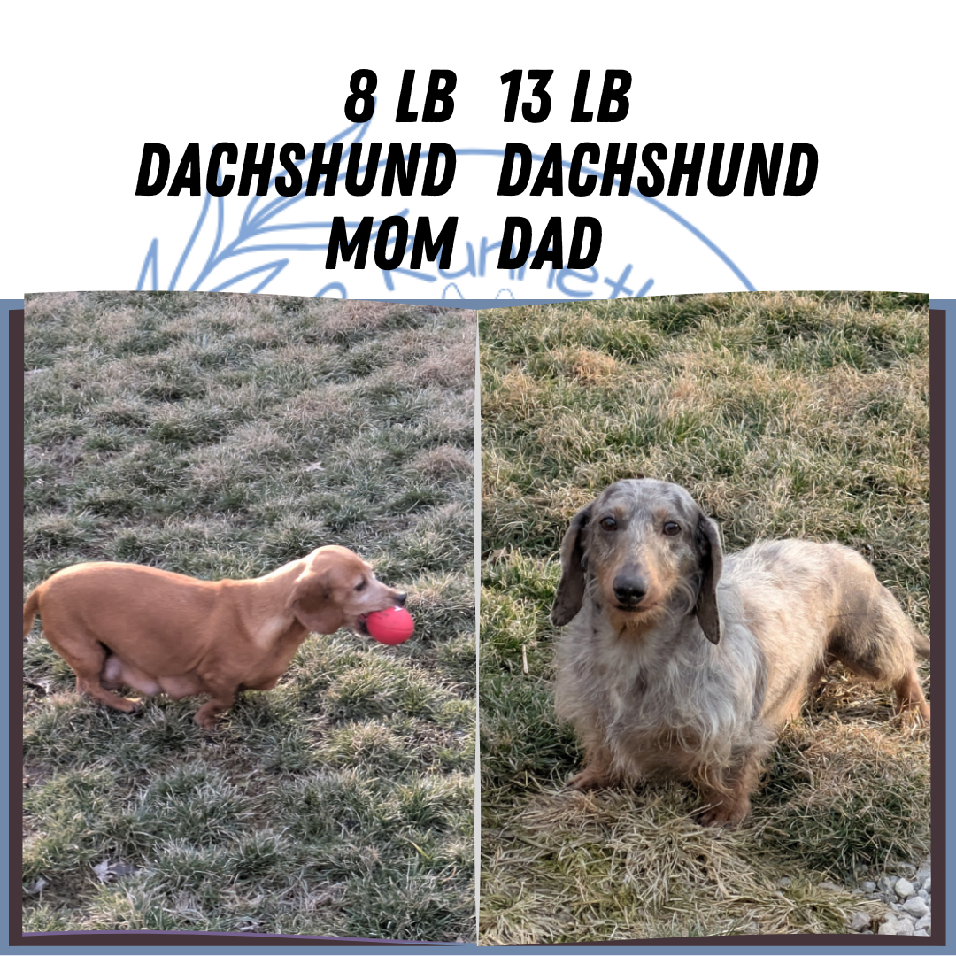 MINI DACHSHUND (08/19) FEMALE