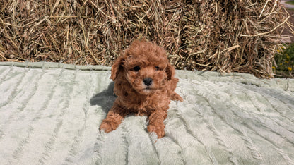 MINI POODLE (03/18) FEMALE