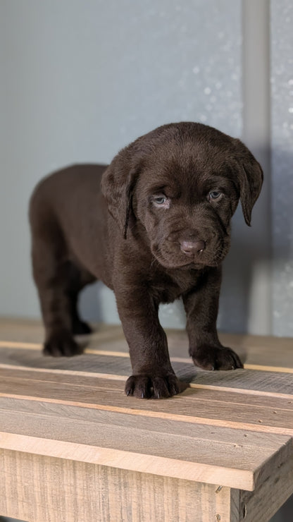 LABRADOR RETRIEVER (JAN 18) FEMALES