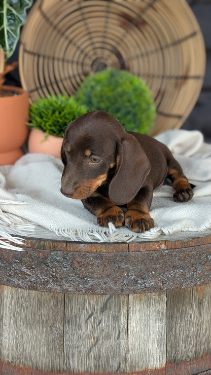 MINI DACHSHUND (MAY 26) MALE