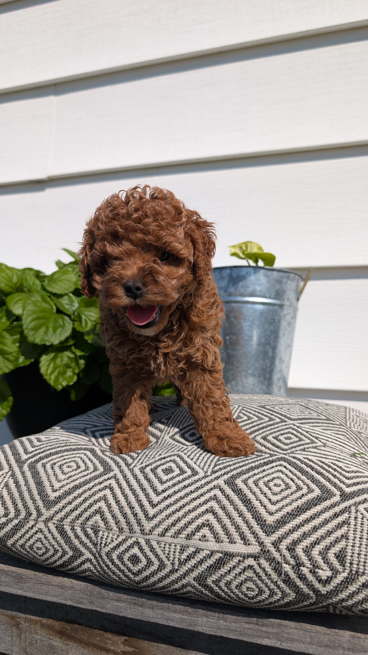 COCKAPOO (08/03) FEMALE