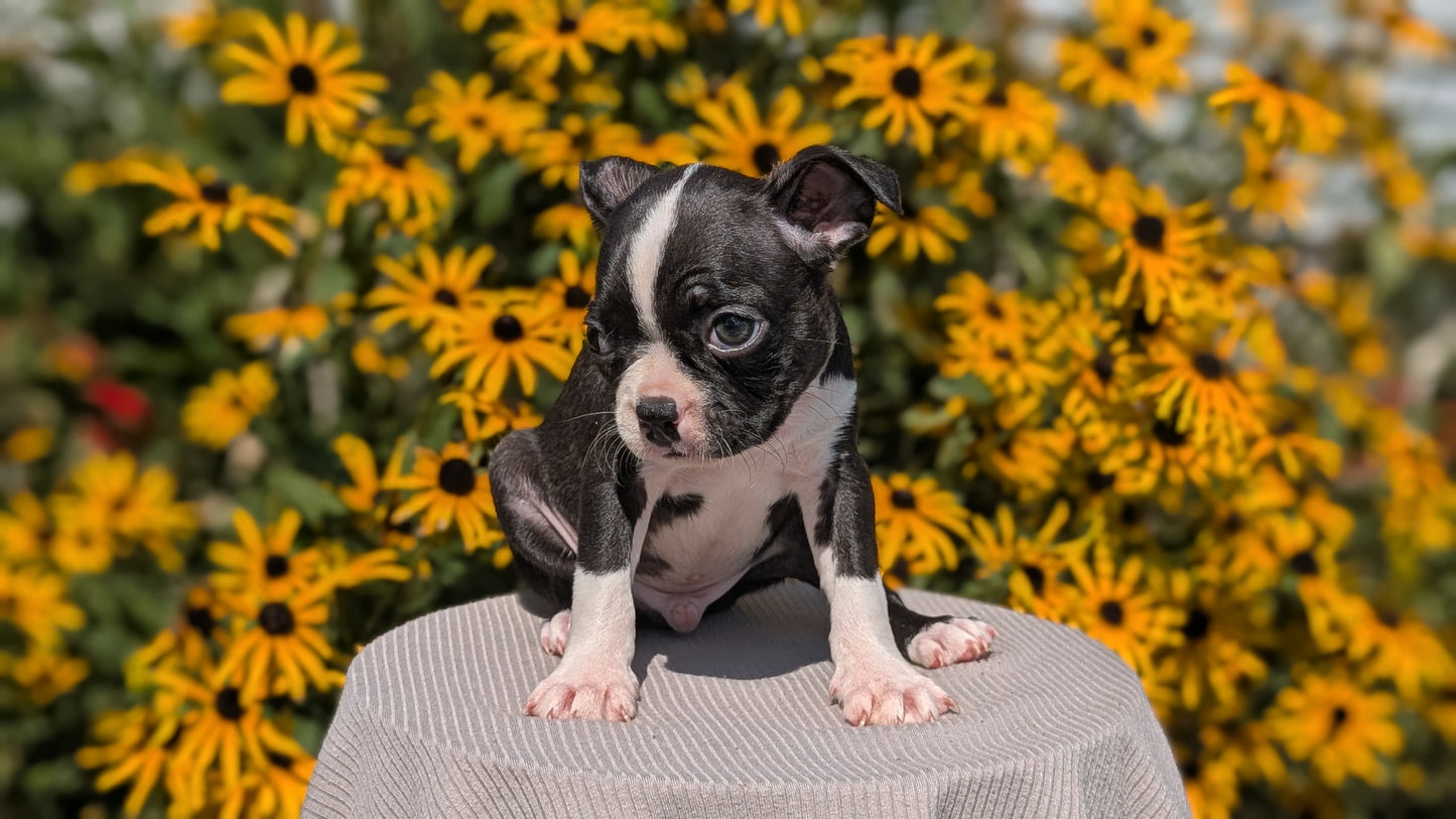 BOSTON TERRIER (JUL 11) 4 FEMALES/4 MALES