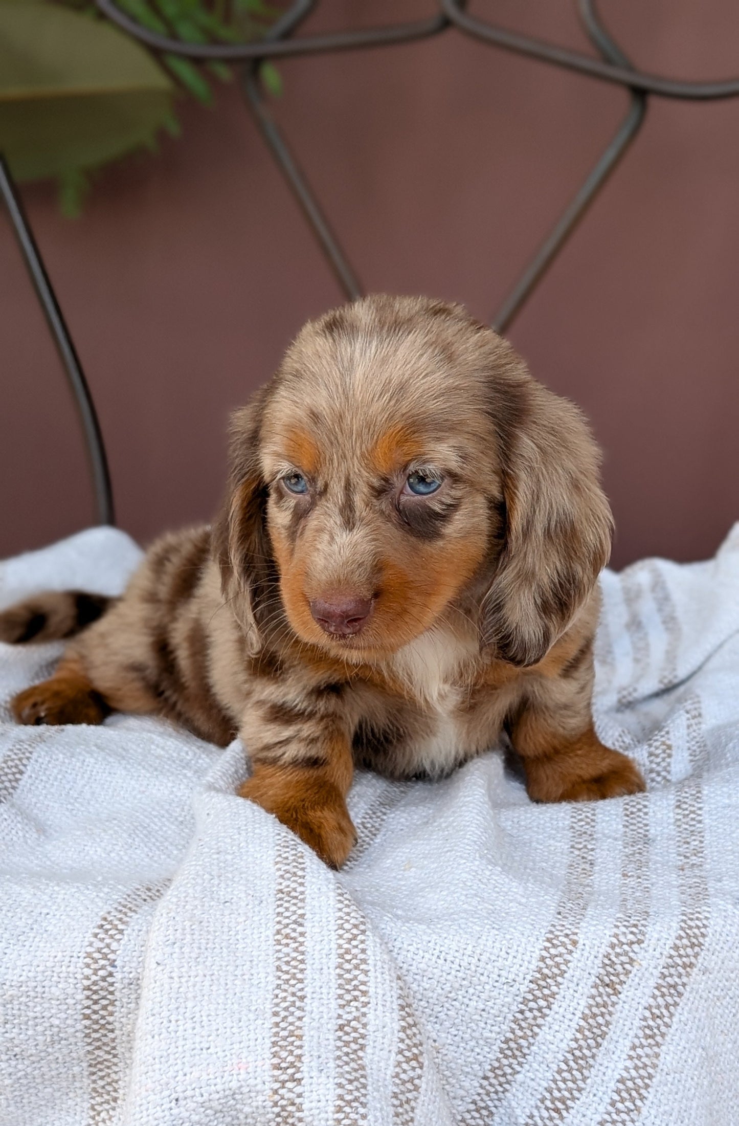 MINI DACHSHUND (MAY 26) FEMALE