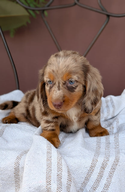 MINI DACHSHUND (MAY 26) FEMALE
