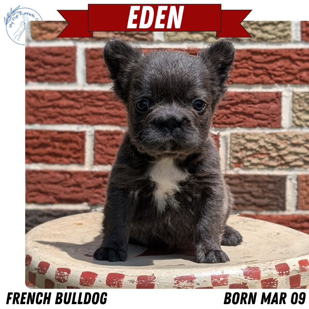 FRENCH BULLDOG (MAR 09) FEMALES