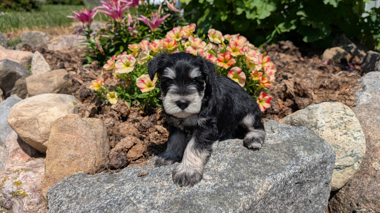 MINI SCHNAUZER (05/29) MALE