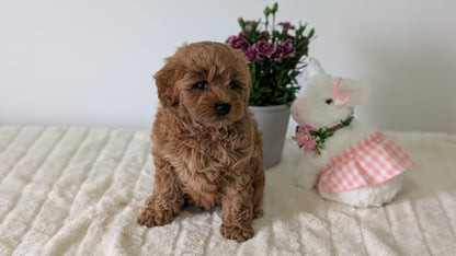 MINI GOLDENDOODLE (MAR 13) FEMALES