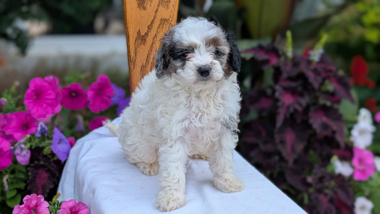 MALTIPOO (JUN 11) MALES