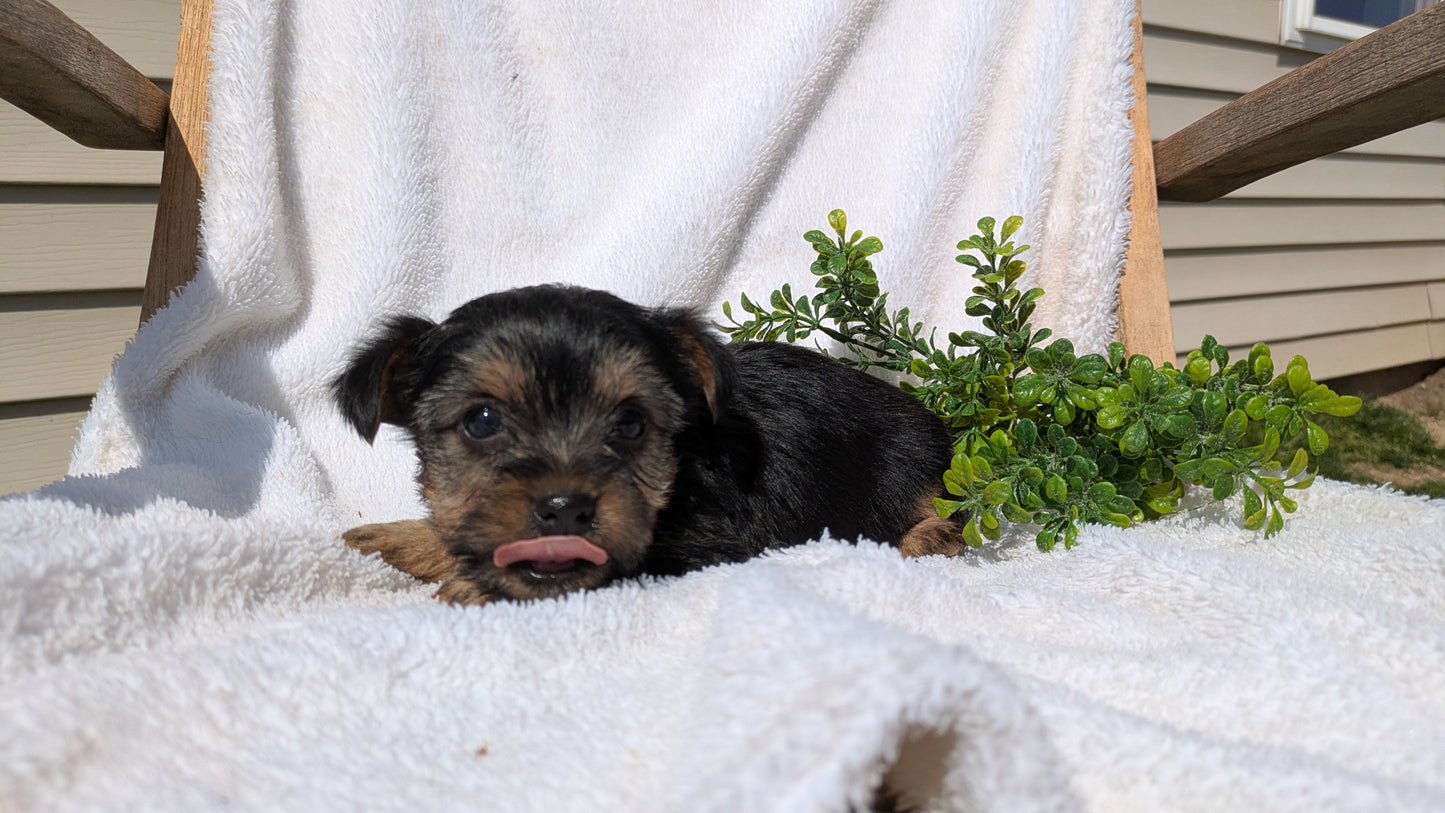 YORKSHIRE TERRIER (02/28) FEMALE