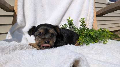 YORKSHIRE TERRIER (02/28) FEMALE