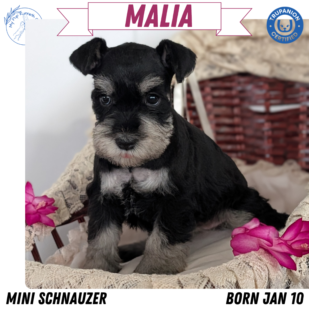 MINI SCHNAUZER (JAN 10) FEMALES