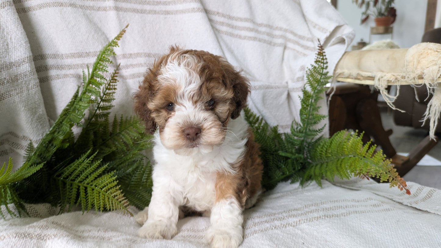 COCKAPOO (03/03) FEMALE