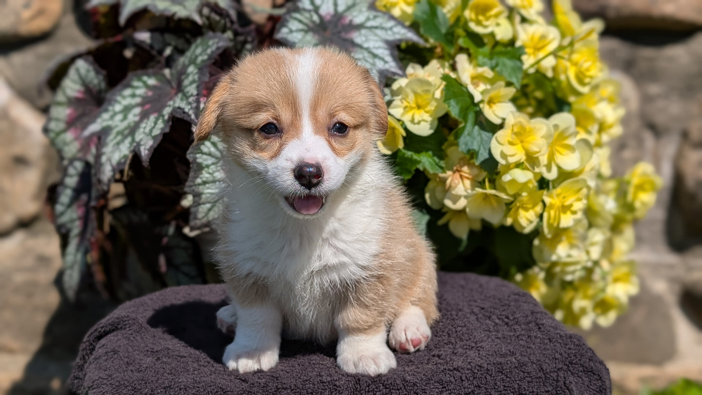 CORGI (JUL 13) 2 FEMALES/3 MALES