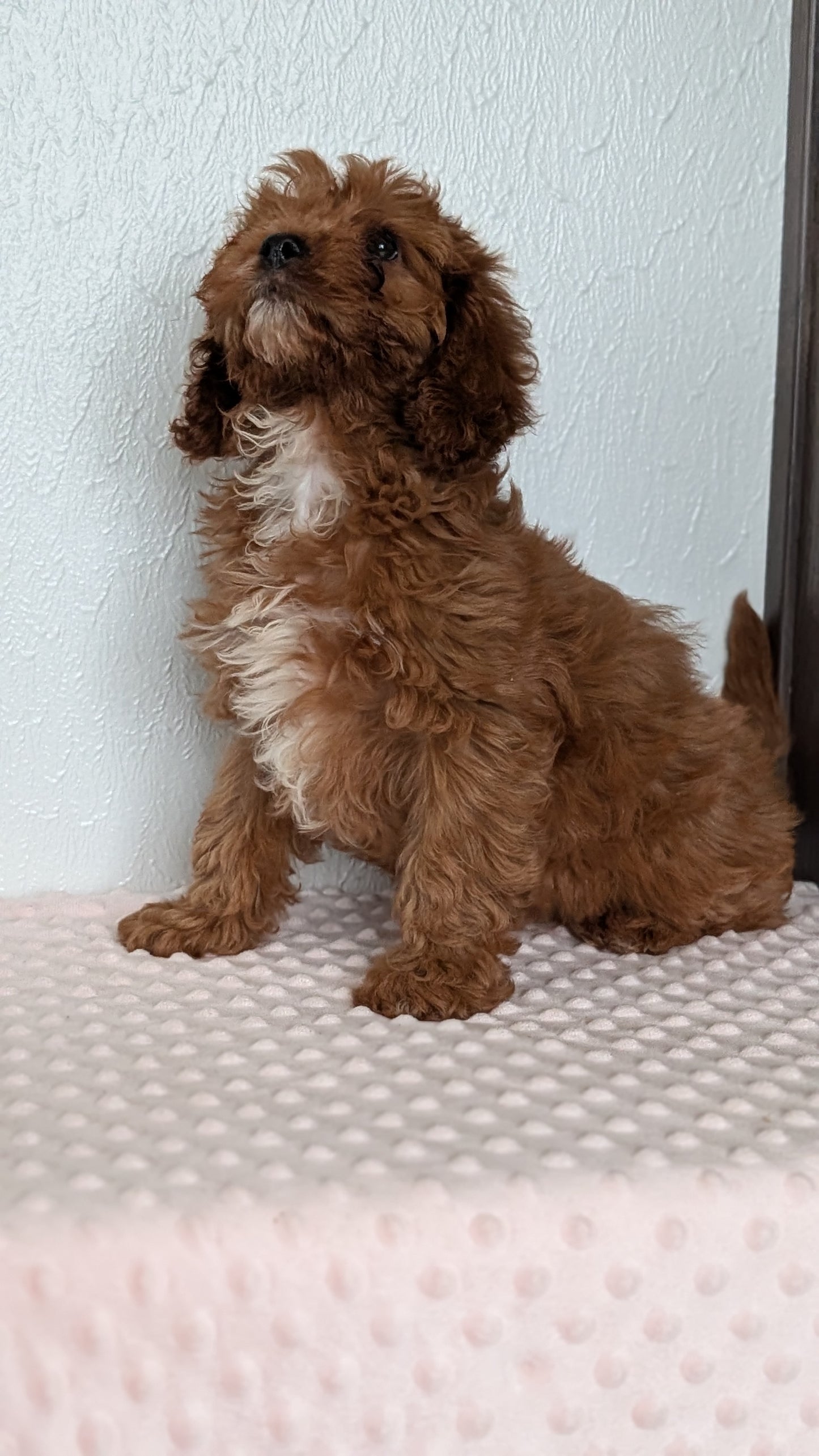 CAVAPOO (DEC 26) MALES