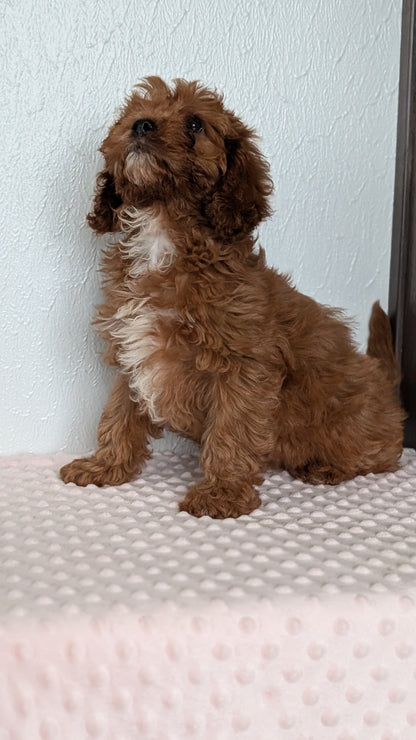 CAVAPOO (DEC 26) MALES