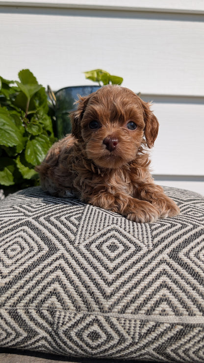 COCKAPOO (08/03) FEMALE