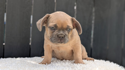 FRENCH BULLDOG (JUN 29) 3 MALES