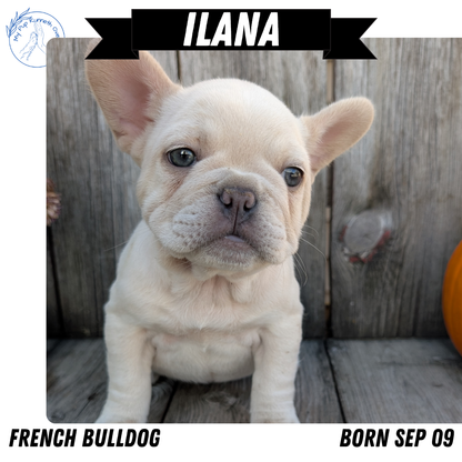 FRENCH BULLDOG (09/09) FEMALE