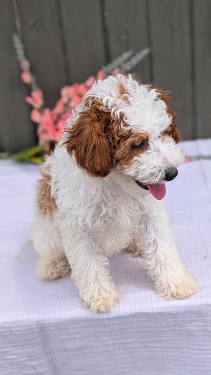 MINI POODLE (MAY 08) MALES