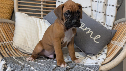 BOXER (OCT 12) MALES