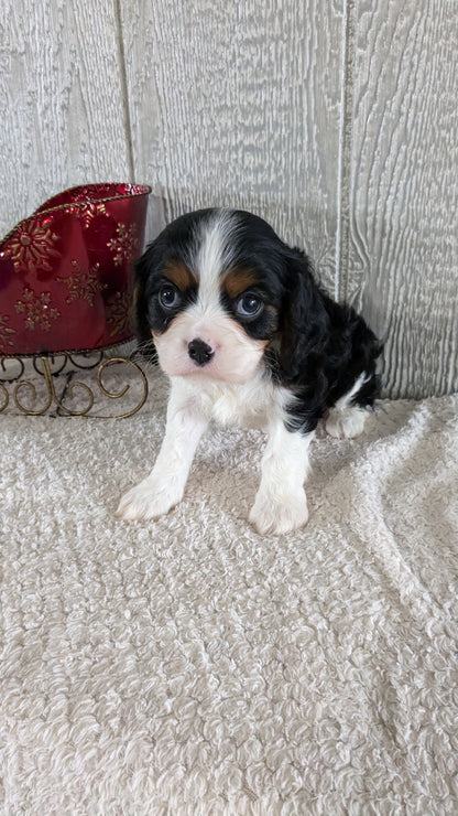 CAVALIER (09/12) MALE