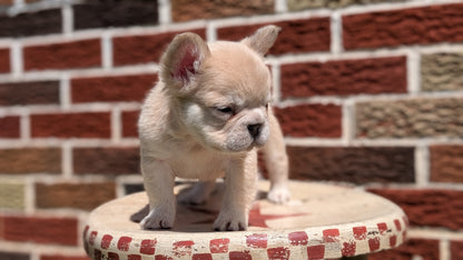 FRENCH BULLDOG (MAR 09) FEMALES