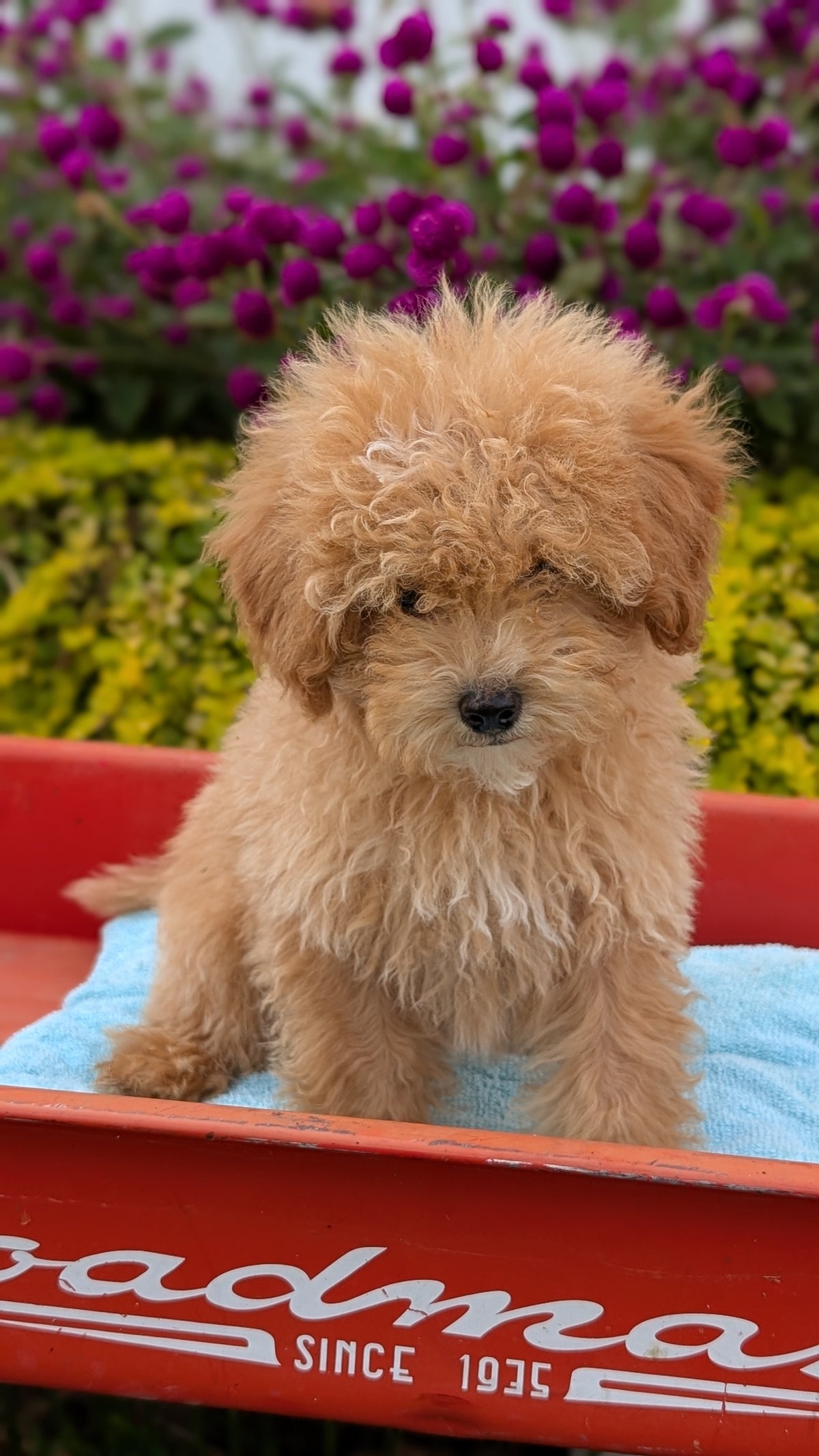 MINI POODLE (JUN 21) 4 MALES
