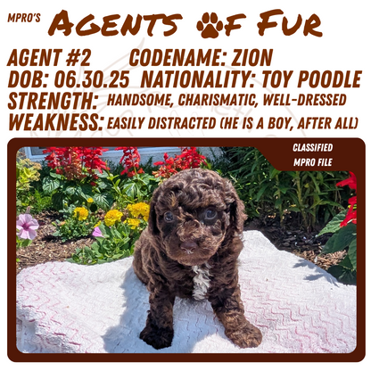 TOY POODLE (06/30) MALE