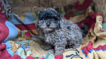 TOY POODLE (09/07) MALE