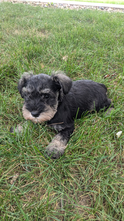 MINI SCHNAUZER (07/15) FEMALE