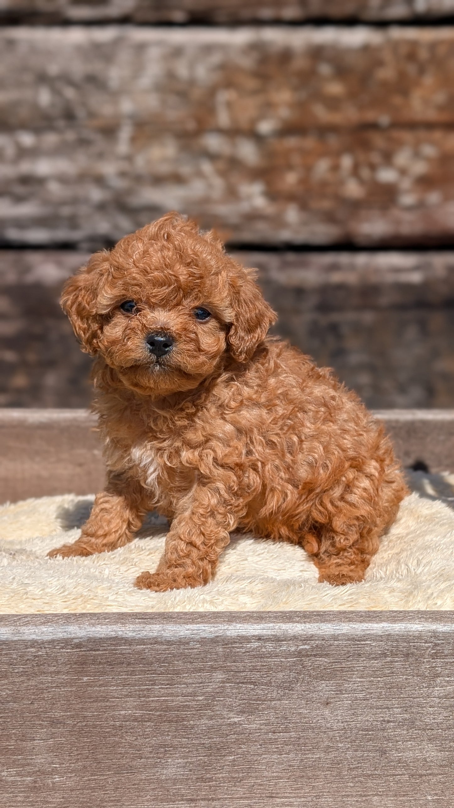 CAVAPOO (MAY 12) MALES
