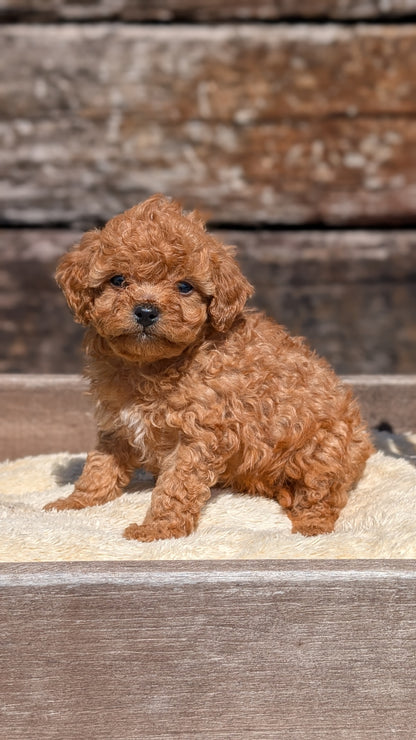 CAVAPOO (MAY 12) MALES