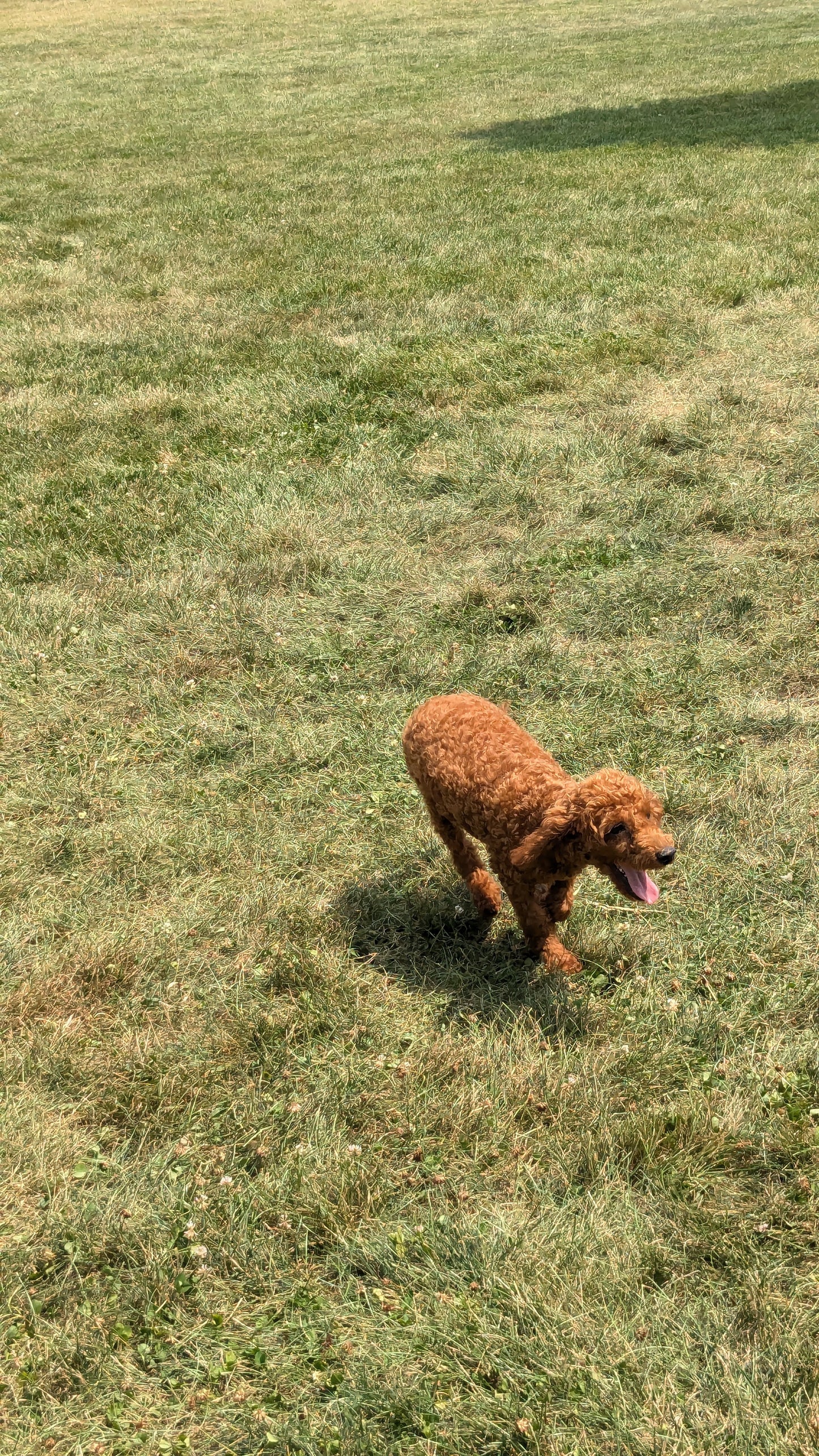 MINI POODLE (03/08) MALE