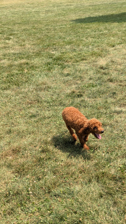 MINI POODLE (03/08) MALE