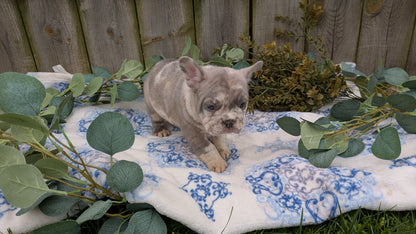 FRENCH BULLDOG (03/04) MALE