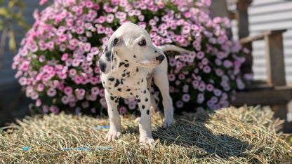 DALMATIAN (JUN 29) MALES