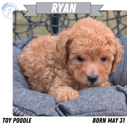 TOY POODLE (05/31) MALE