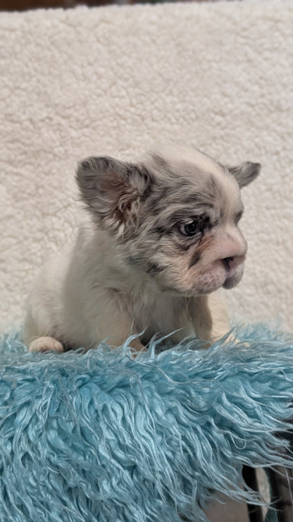 FRENCH BULLDOG (JUN 06) MALES