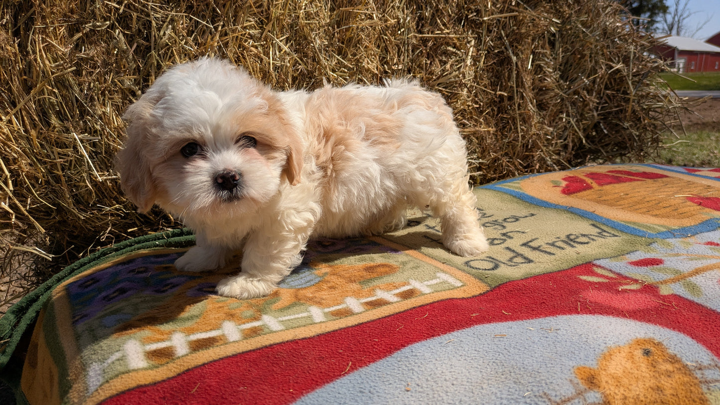 TEDDY BEAR (02/18) FEMALE