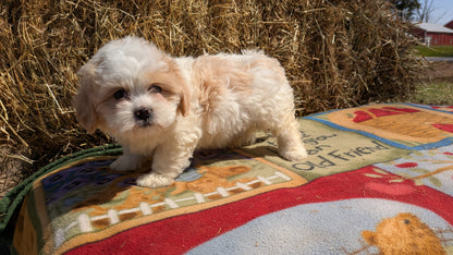 TEDDY BEAR (02/18) FEMALE