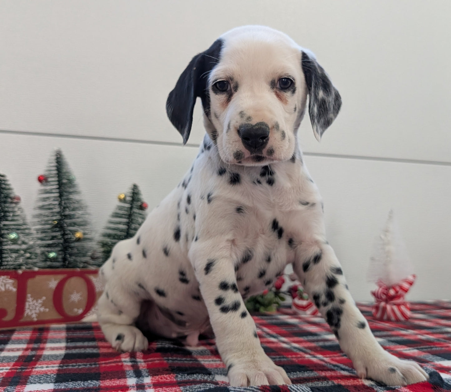 DALMATIAN (OCT 26) MALES