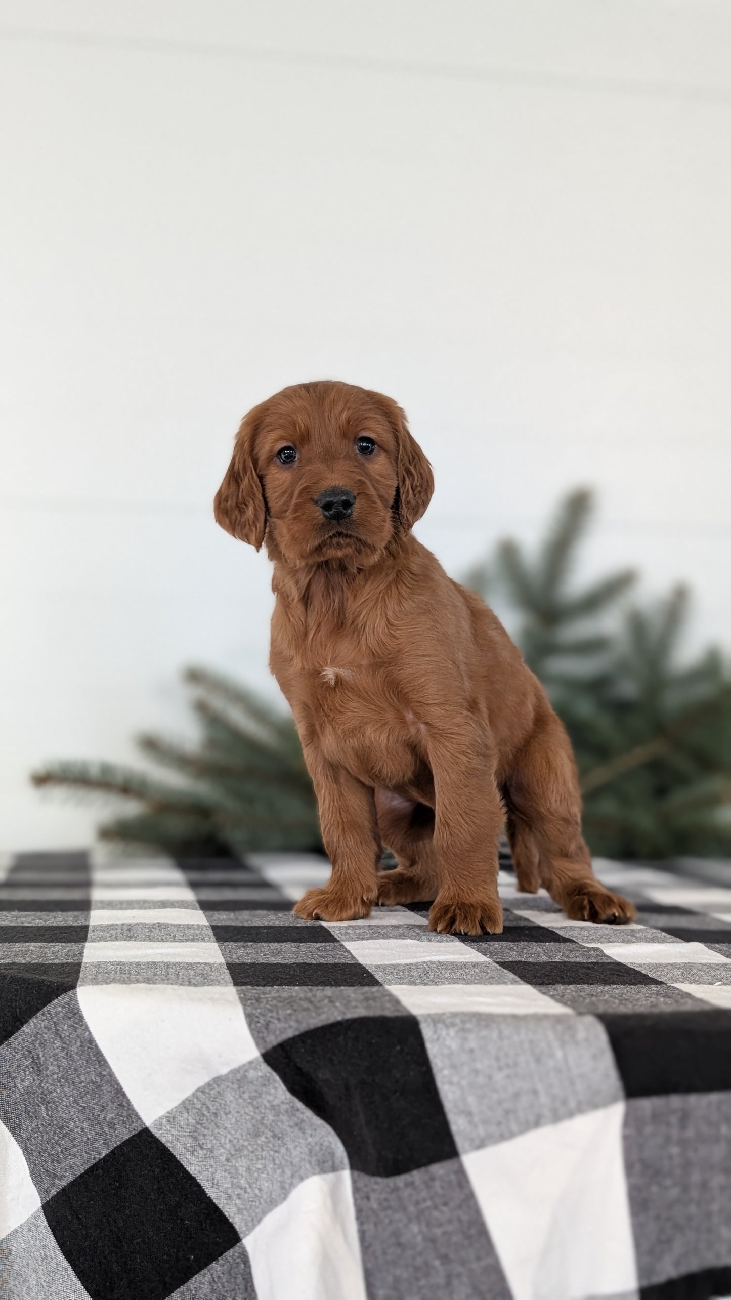 IRISH SETTER (NOV 02) MALES