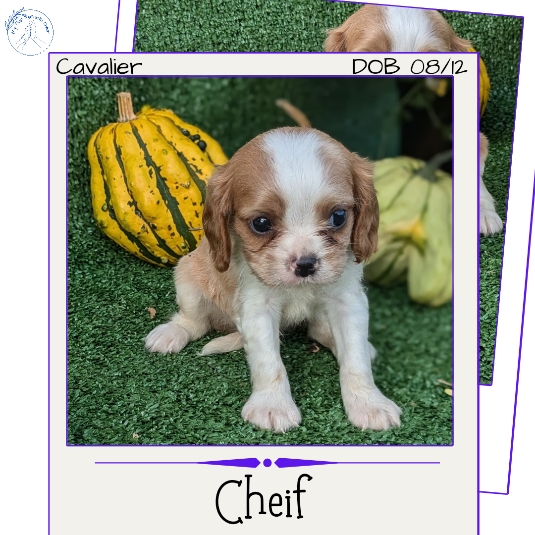 CAVALIER (08/12) MALE
