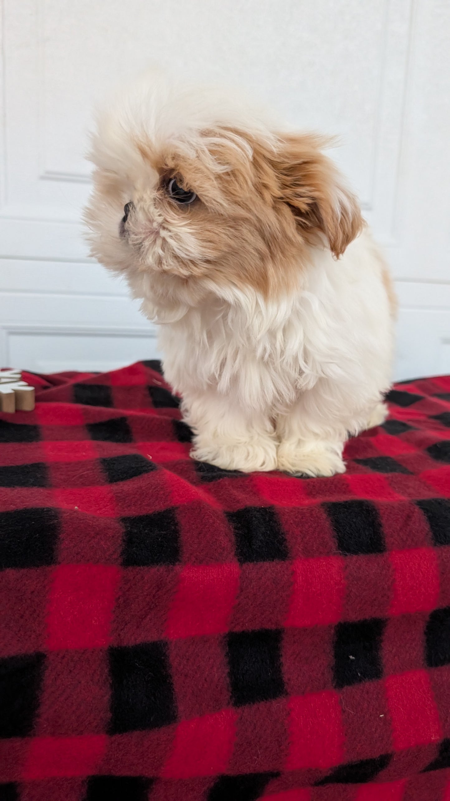 SHIH TZU (OCT 28) MALES