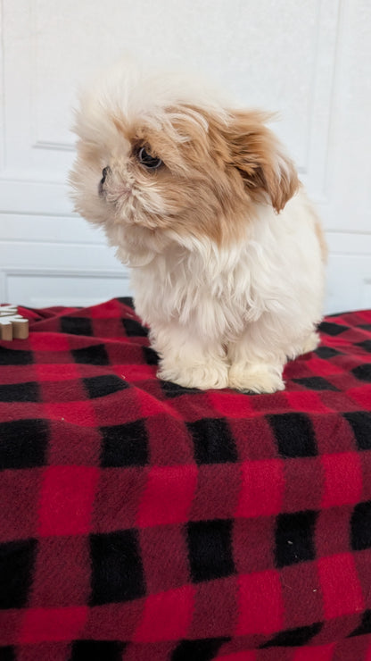 SHIH TZU (OCT 28) MALES