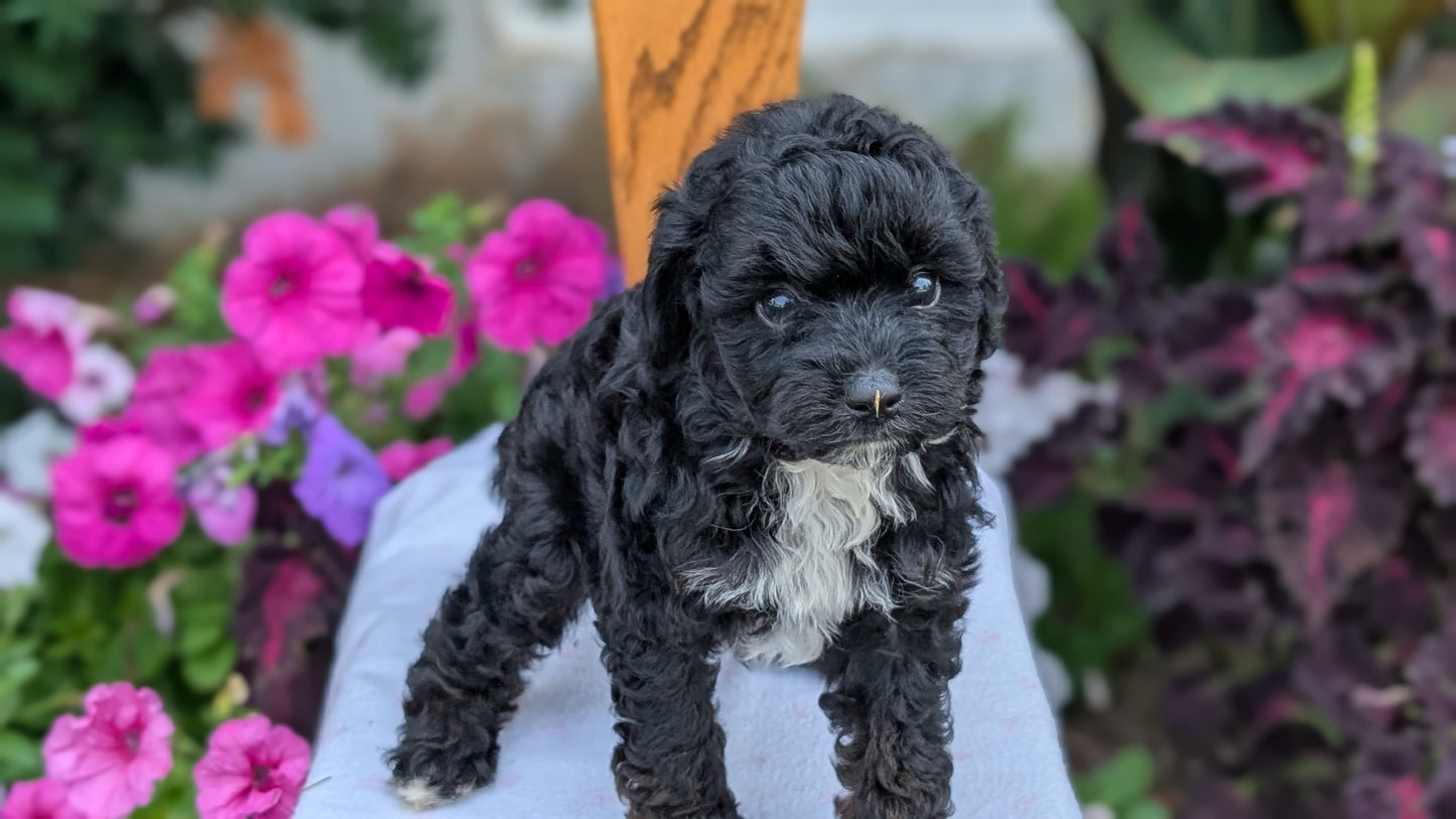 MALTIPOO (JUN 11) MALES