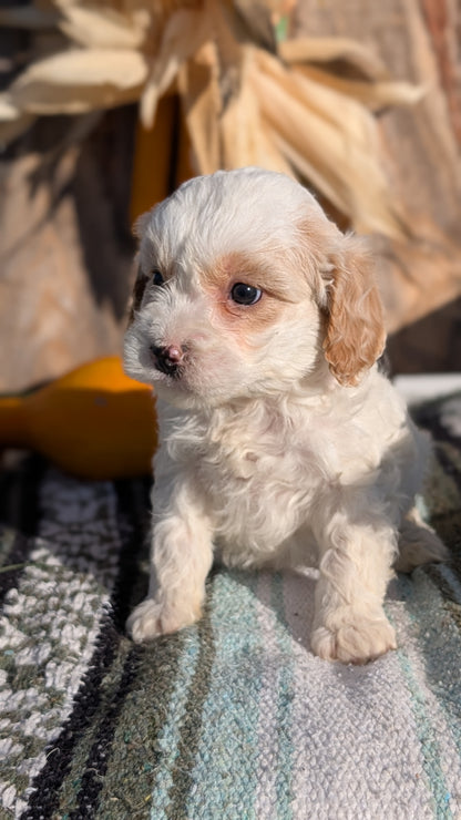 CAVAPOO (OCT 02) MALES
