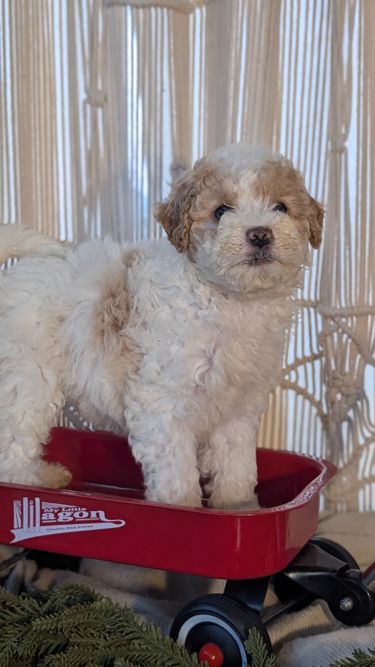 CAVAPOO (NOV 17) FEMALES