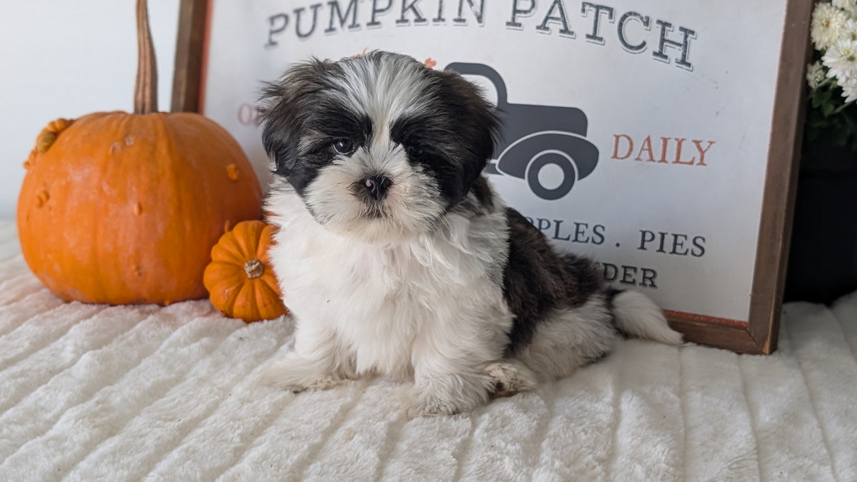 SHIH TZU (AUG 17) 2 FEMALES/3 MALES