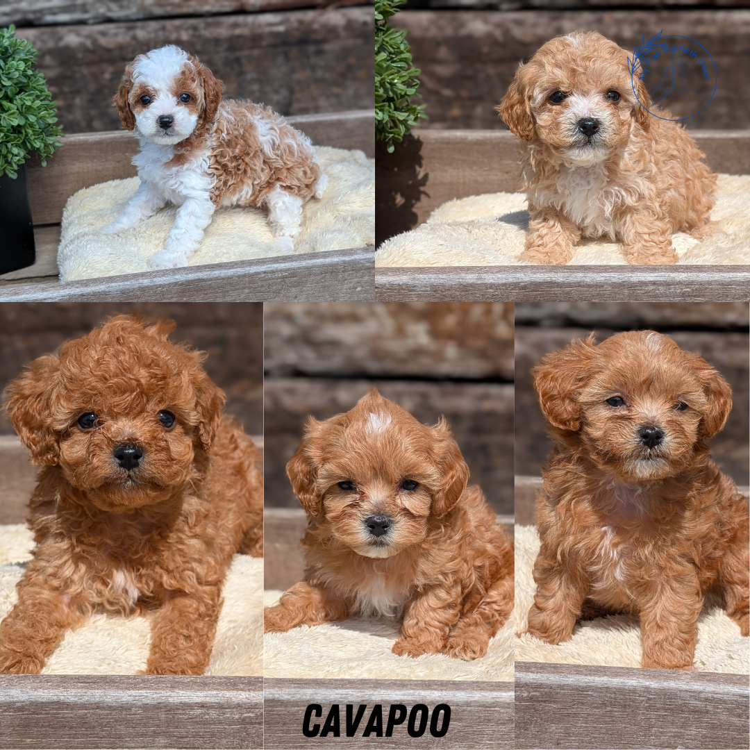 CAVAPOO (MAY 12) MALES